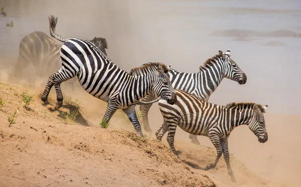 Élőhelye a zebra csorda. — Stock Fotó