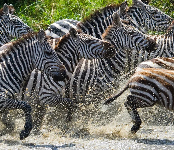 Zebraherde in ihrem Lebensraum, der auf Wasser läuft — Stockfoto