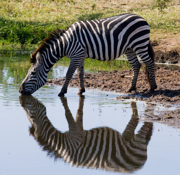 One zebra drinking water from the river,Kenya. Tanzania. National Park. Serengeti. Masai Mara.