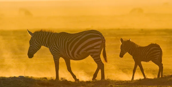 Zebra z dzieckiem w pył — Zdjęcie stockowe