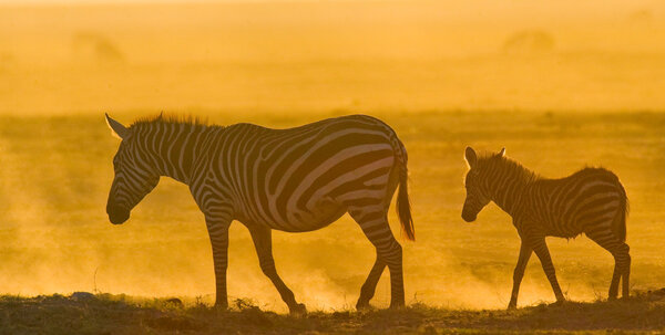 Zebra with baby in the dust on sunset light.Kenya. Tanzania. National Park. Serengeti. Masai Mara.
