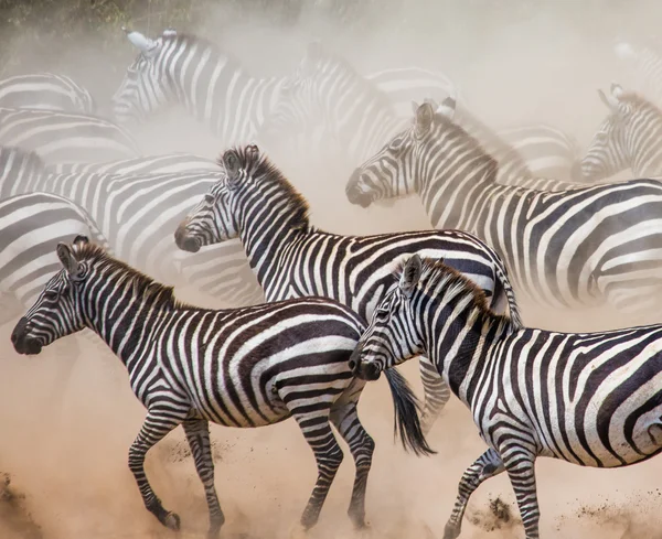 Zebraherde in ihrem Lebensraum. — Stockfoto