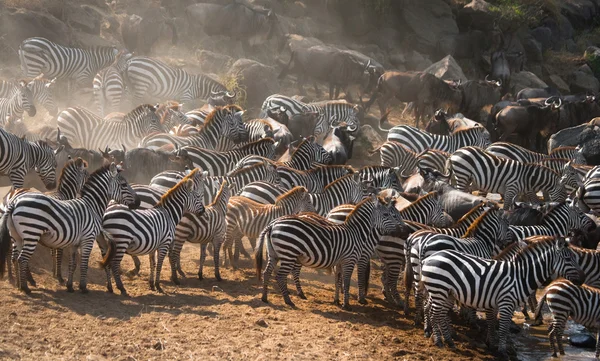 Zebra's kudde in haar habitat. — Stockfoto