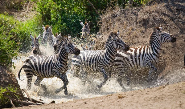 Zebraherde in ihrem Lebensraum, der auf Wasser läuft — Stockfoto