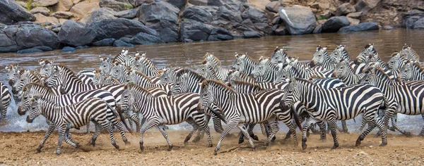 Manada de zebras em seu habitat correndo na água — Fotografia de Stock