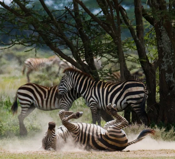 Zebra que jaz uma poeira — Fotografia de Stock