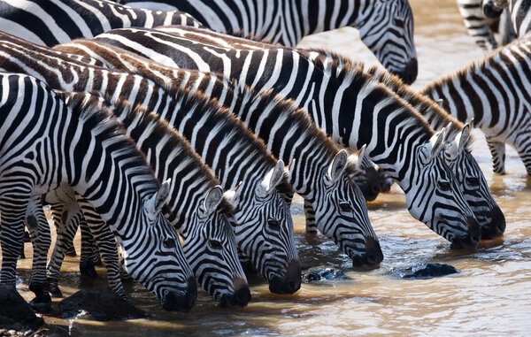 Group of zebras drinking water from the river.