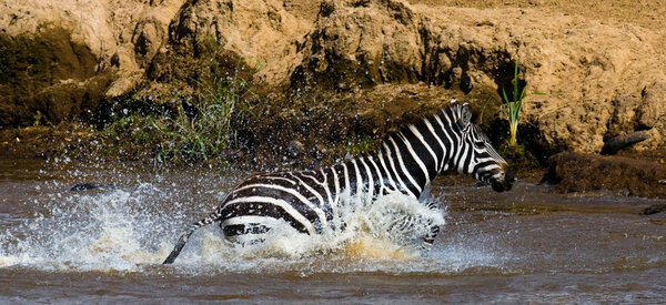 zebra crossing the river Mara.