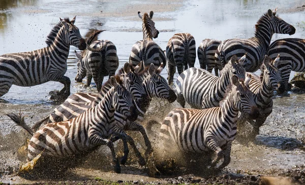 Зебры стадо в его среде обитания работает на воде — стоковое фото