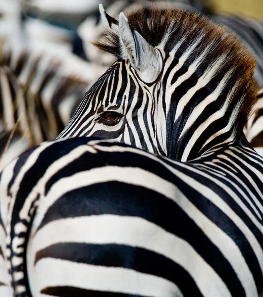 Close-up van portret van zebra, Kenia. — Stockfoto