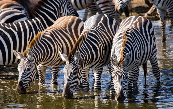 Zebra's kudde drinkwater — Stockfoto