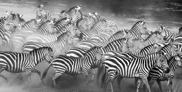 Zebralar tabiatında sürüsü.