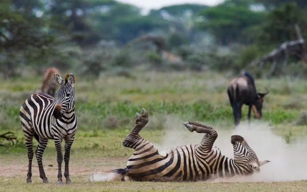 Zebra que jaz uma poeira — Fotografia de Stock