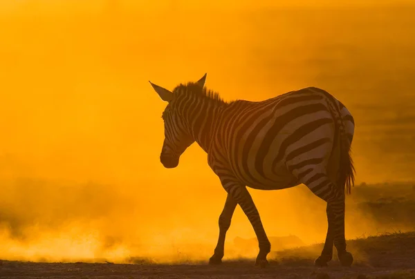 Zebra in the dust on sunset light. — Stock Photo, Image