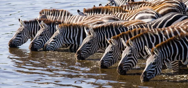 Зебры пасут питьевую воду — стоковое фото