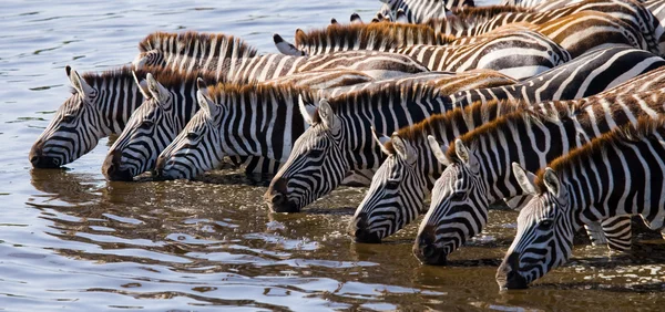 Zebras herd  drinking water — Stock Photo, Image