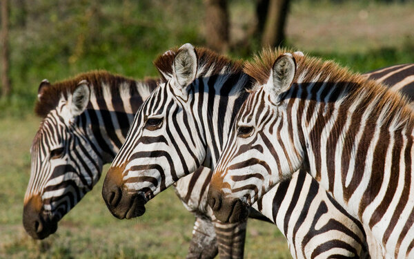 Three zebras on green grass background,Kenya. Tanzania. National Park. Serengeti. Masai Mara.