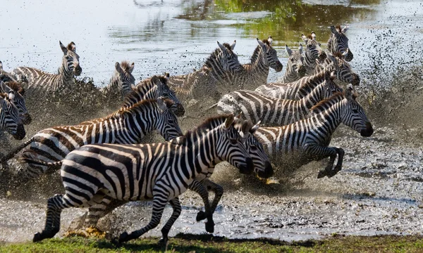 Manada de zebras em seu habitat correndo na água — Fotografia de Stock