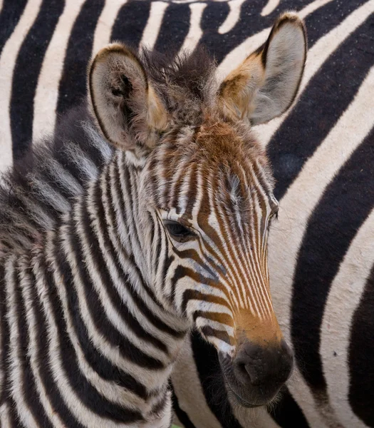Zebra közeli portréja — Stock Fotó