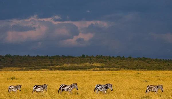 Zebra's kudde in haar habitat. — Stockfoto