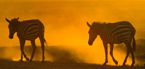 Zebras in the dust on sunset light. — Stock Photo, Image