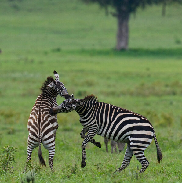 Playing zebras in savannah,Kenya. Tanzania. National Park. Serengeti. Masai Mara.