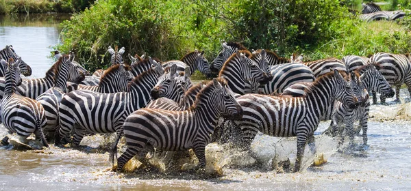 Manada de zebras em seu habitat correndo na água — Fotografia de Stock