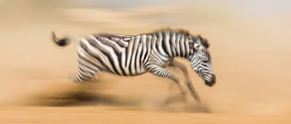 Zebra kör i dammet i rörelse — Stockfoto