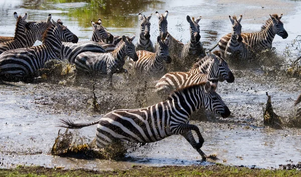 Zebras herd in its habitat running on water