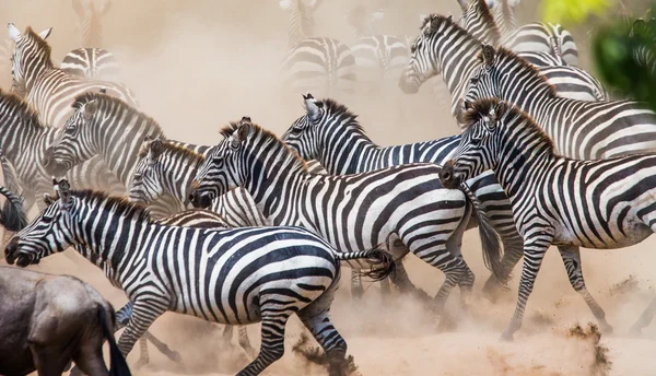 Manada de cebras en su hábitat . — Foto de Stock