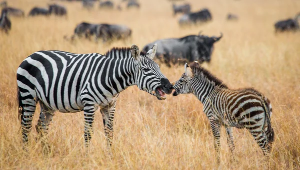 Zebra a mládě v savannah — Stock fotografie