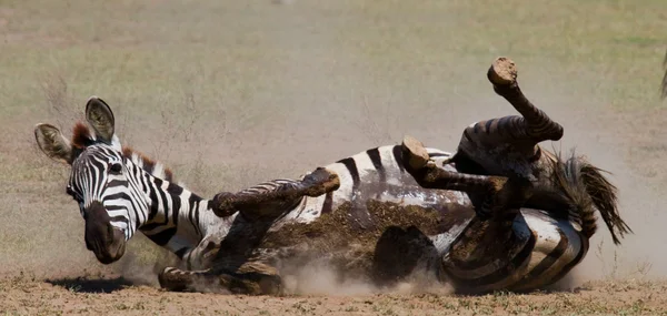 Zebra que jaz uma poeira — Fotografia de Stock