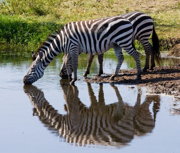 Two zebras drinking water — Stock Photo, Image