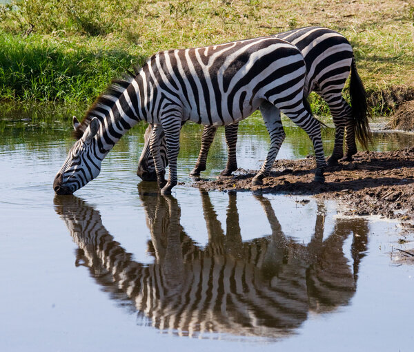 Two zebras drinking water from the river,Kenya. Tanzania. National Park. Serengeti. Masai Mara.