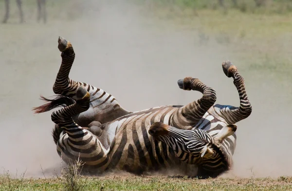 Zebra liggande en damm — Stockfoto