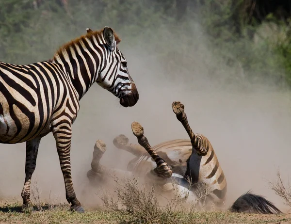 Zebra que jaz uma poeira — Fotografia de Stock