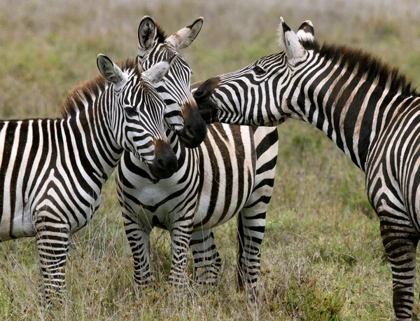 Skupina zebry v savaně — Stock fotografie