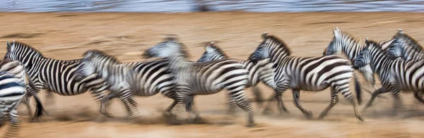 Las cebras corren en el polvo en movimiento — Foto de Stock