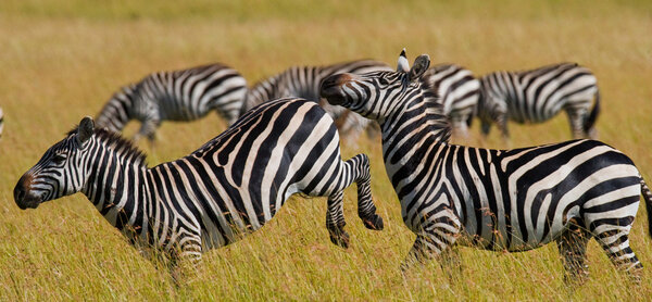 Zebras herd in its habitat. Kenya and Tanzania. National parks in the Masai Mara and the Serengeti.