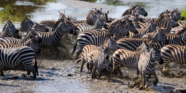 Zebra csorda annak élőhelyét, fut a víz — Stock Fotó