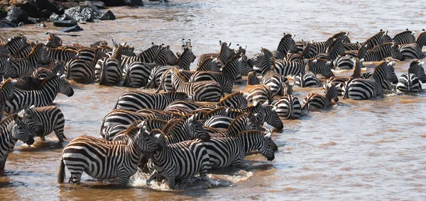 Zebras herd in its habitat. — Stock Photo, Image