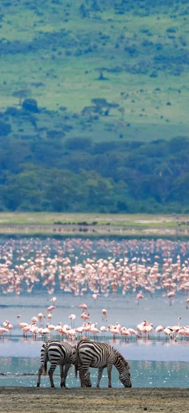 Dwie zebry w tle flamingo. — Zdjęcie stockowe