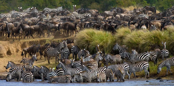 Élőhelye a zebra csorda. — Stock Fotó