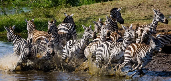 Manada de cebras en su hábitat corriendo sobre el agua —  Fotos de Stock