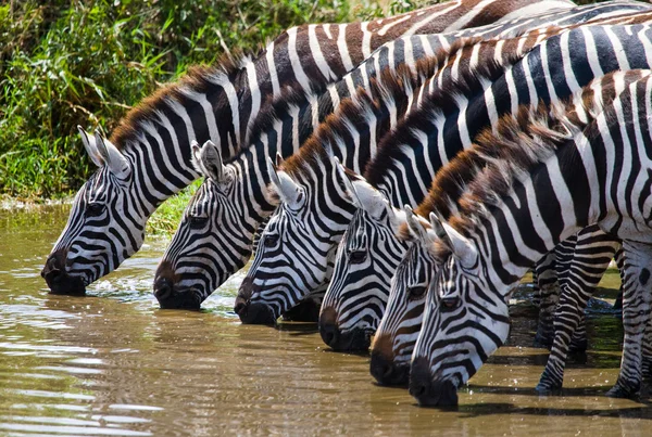 Зебры пасут питьевую воду Лицензионные Стоковые Изображения