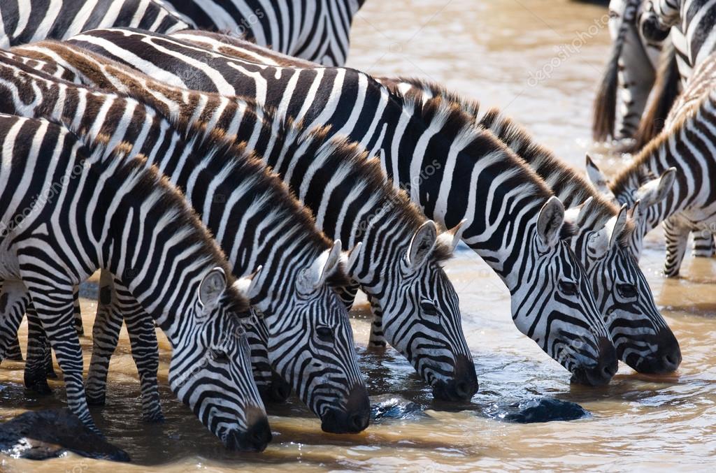 African animals Stock Photos, Royalty Free African animals Images | Depositphotos African animals Stock Photos, Royalty Free African animals Images | Depositphotos