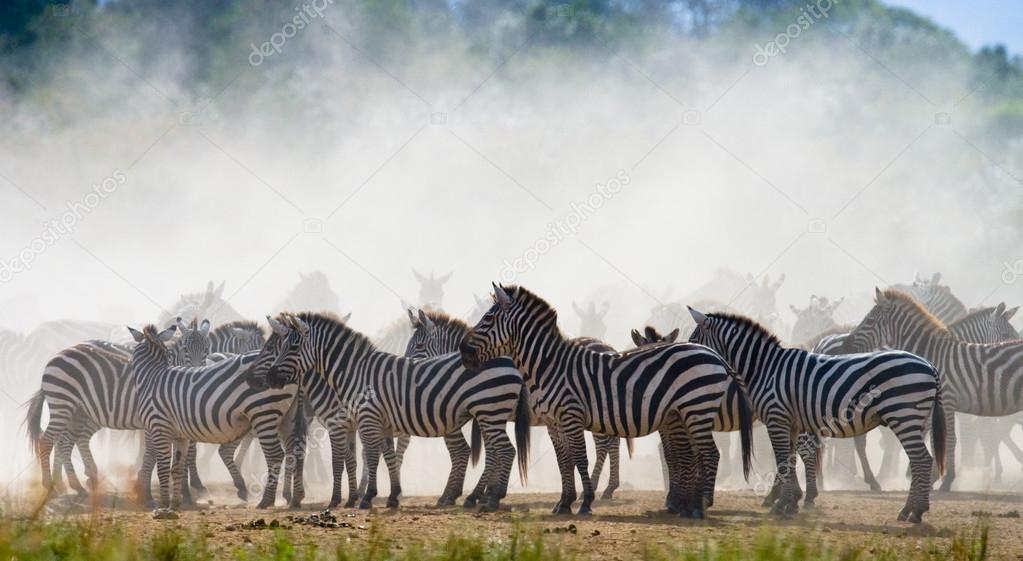 Zebras herd in its habitat.