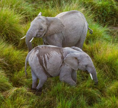 İki vahşi elephan