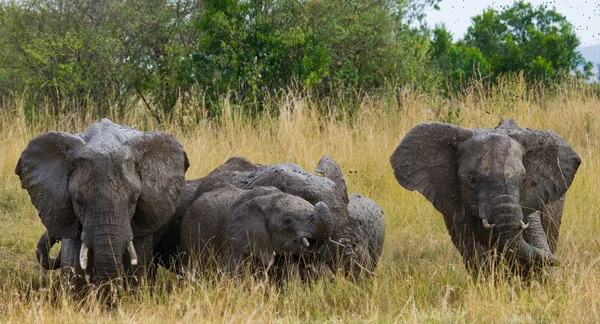 Éléphants adultes avec cube — Photo