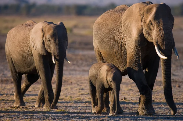 Adult elephants with cube — Stock Photo, Image